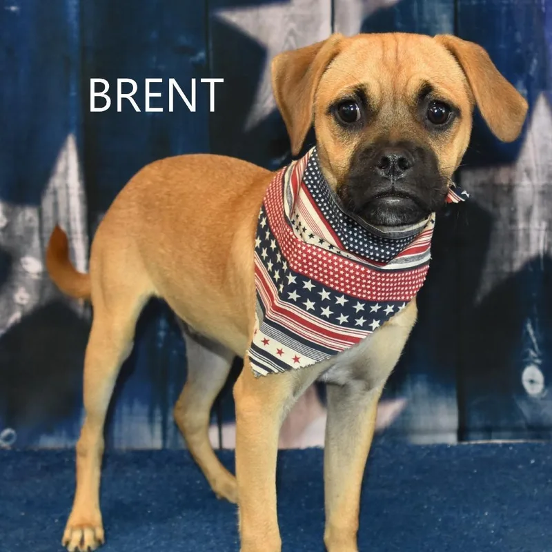 Brent thumbnail 2
