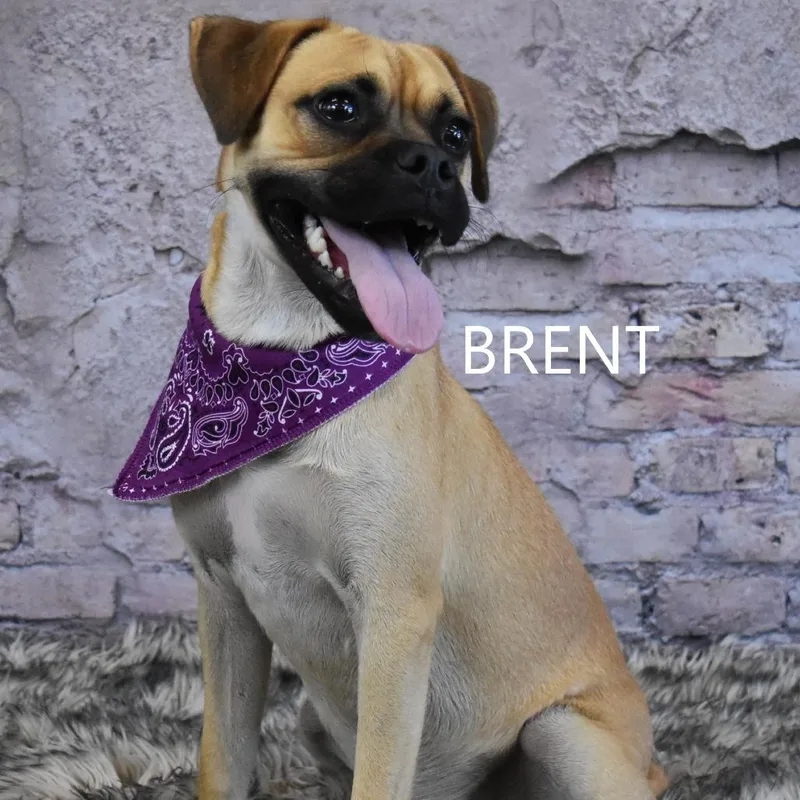 Brent thumbnail 3