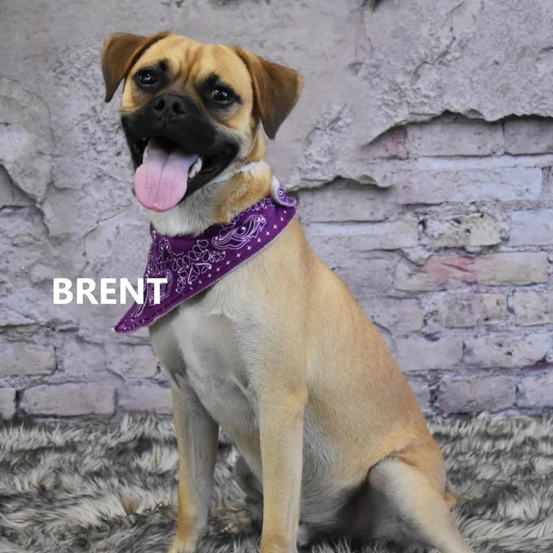 Brent thumbnail 4