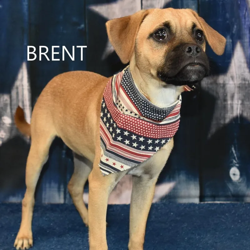 Brent thumbnail 5