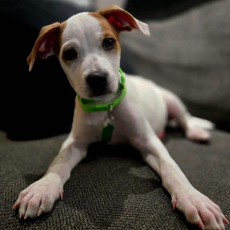 A baby small-sized male White / Cream Hound dog named Elvis for adoption in San Diego, CA