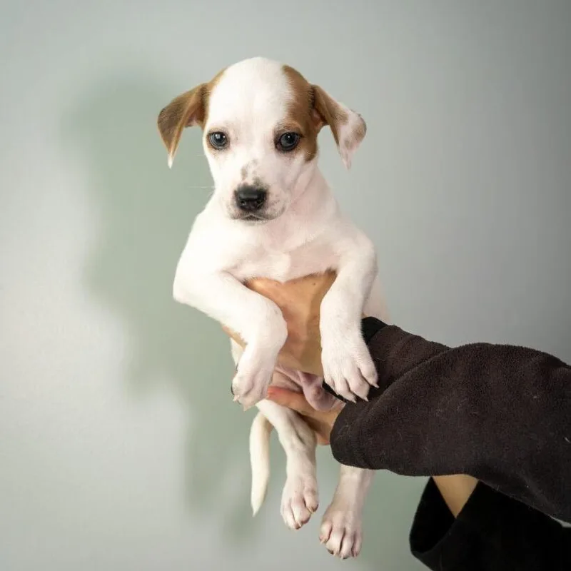 Elvis thumbnail 3
