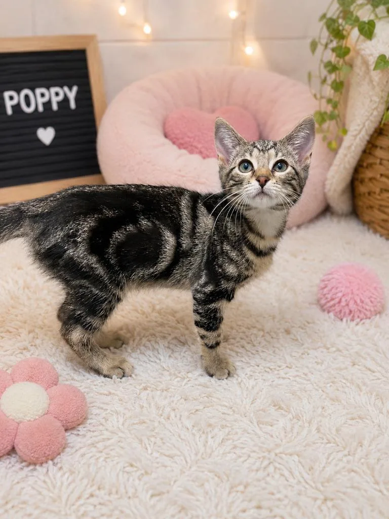 A baby small-sized female Domestic Short Hair cat named Poppy for adoption in East Ridge, TN