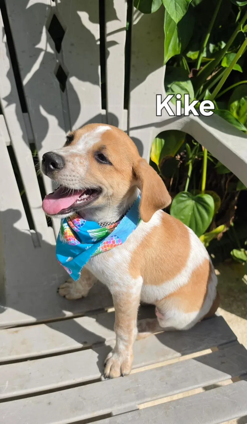 Kike
