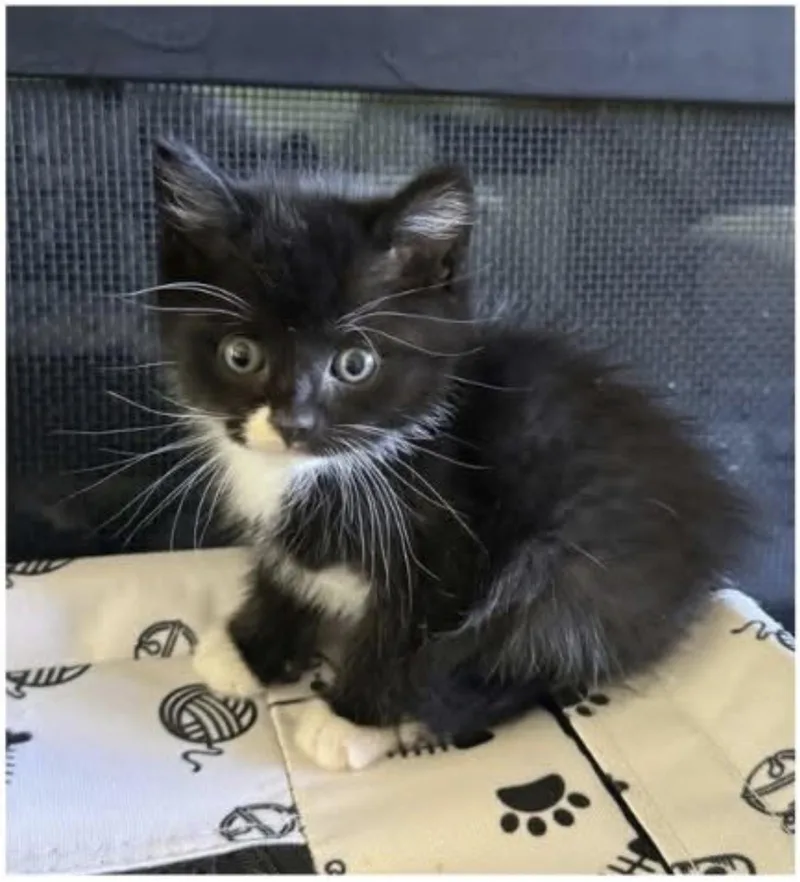 Oreo