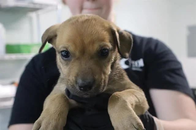 A baby small-sized female Mixed Breed dog named Ophelia for adoption in Columbia, SC