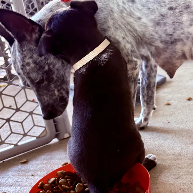 A baby medium-sized female Black Australian Cattle Dog / Blue Heeler dog named Grace for adoption in Liverpool, TX