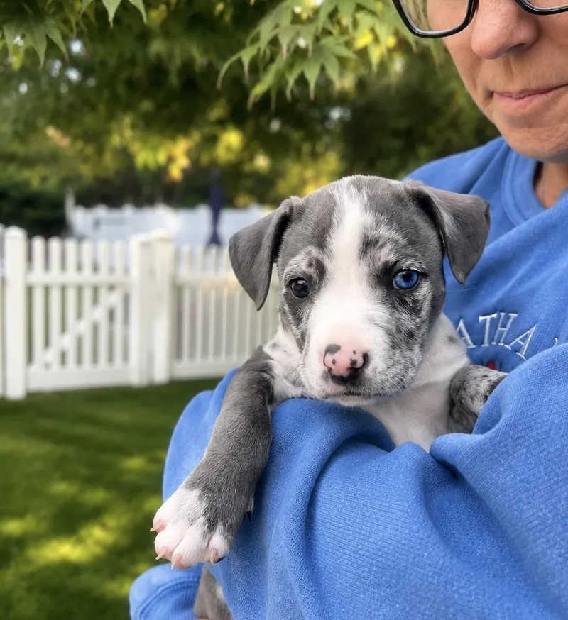 A baby medium-sized male Gray / Blue / Silver American Staffordshire Terrier dog named Knox for adoption in Long Beach, NY