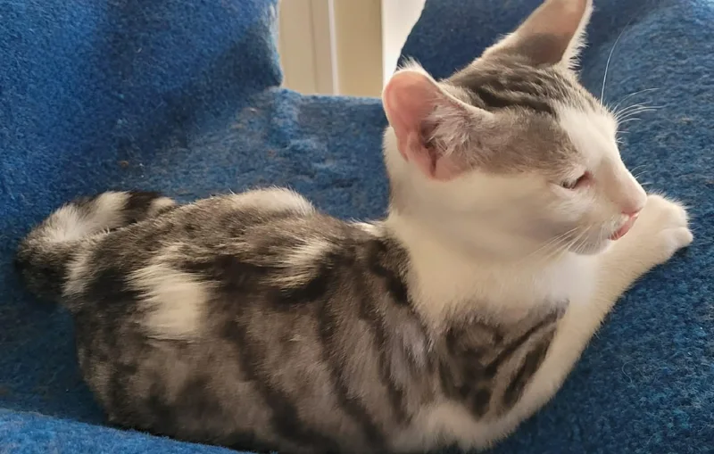 A baby small-sized female Tabby (Gray / Blue / Silver) Domestic Short Hair cat named Boo for adoption in Hollister, CA