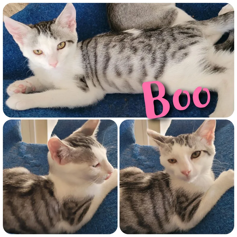 Boo thumbnail 2