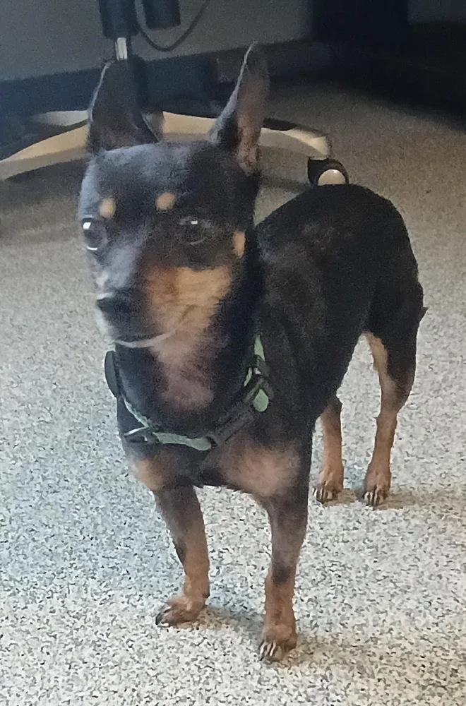 An adult small-sized female Brown / Chocolate Miniature Pinscher dog named Mia for adoption in Bartlesville, OK