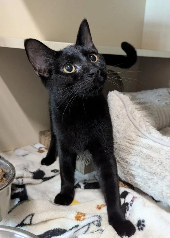 A young medium-sized male Black Domestic Short Hair cat named Splish Splash for adoption in Ocala, FL
