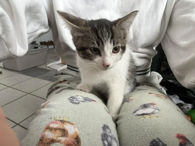 A baby medium-sized male White Domestic Short Hair cat named Chandler for adoption in Santa Cruz, CA