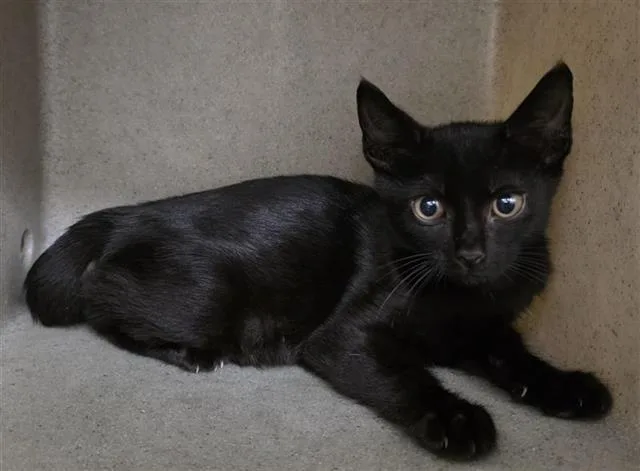 A baby small-sized male Domestic Short Hair cat named Serrano for adoption in San Antonio, TX