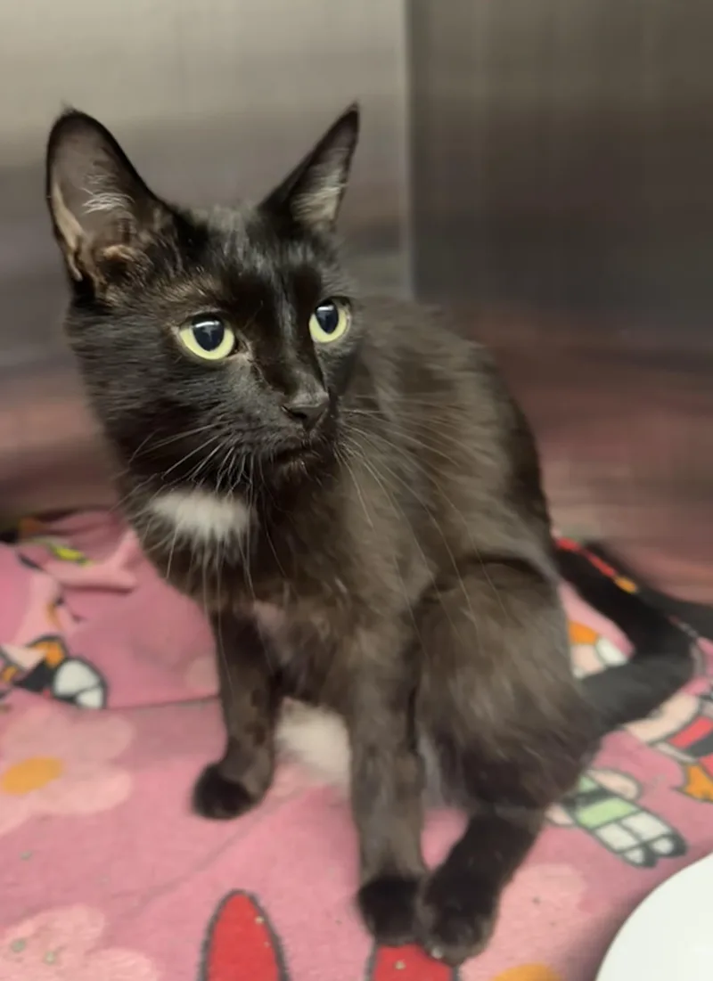 An adult medium-sized female Domestic Short Hair cat named Rain for adoption in Grand Rapids, MI