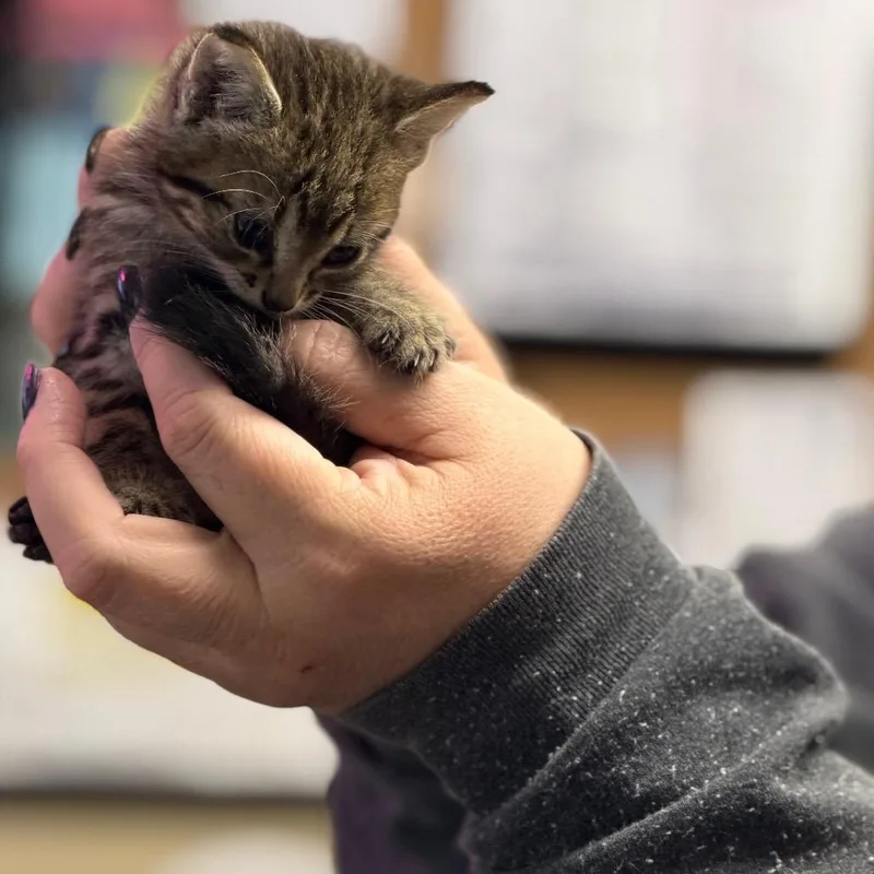 A baby small-sized female Domestic Short Hair cat named Princess Leia for adoption in Pauls Valley, OK