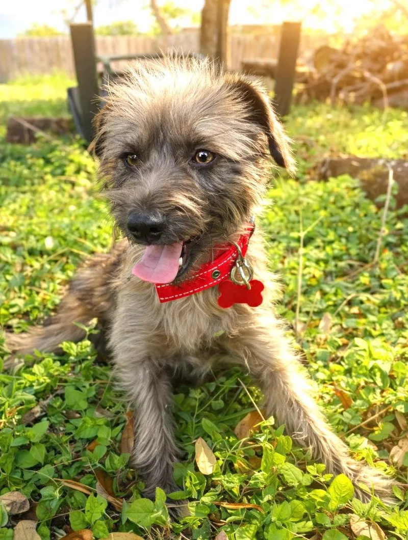 An adult small-sized female Gray / Blue / Silver Norfolk Terrier dog named Emberlyn for adoption in Boerne, TX