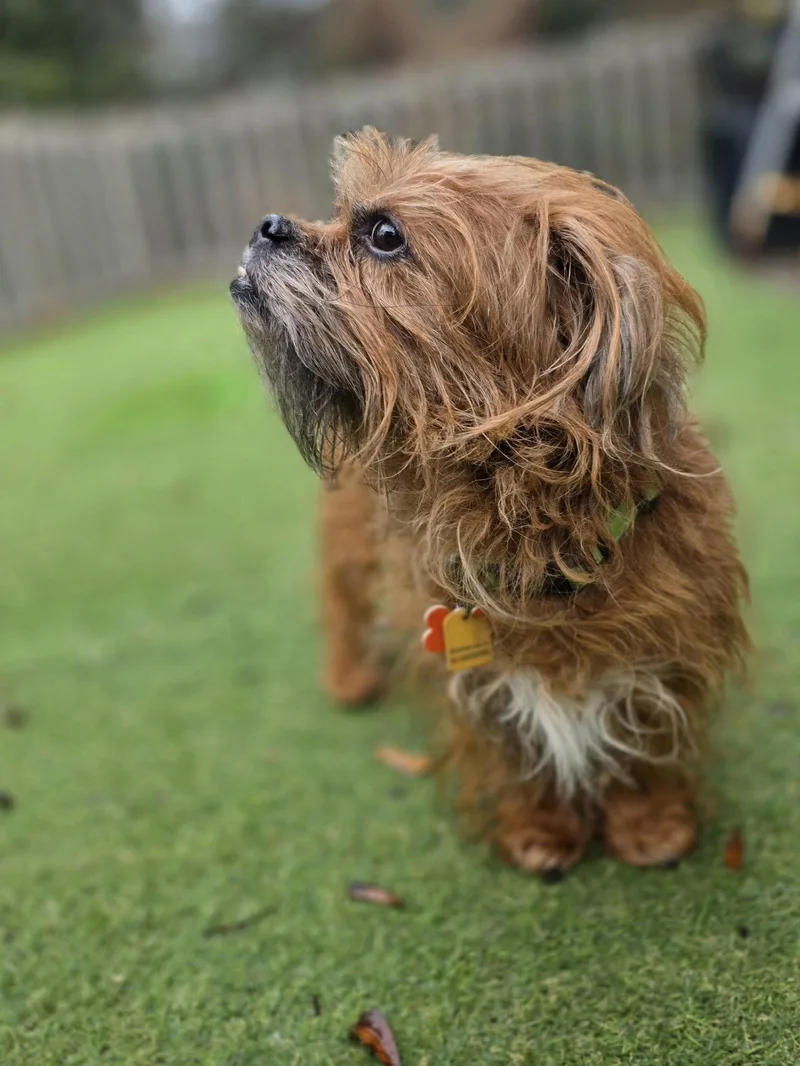 Just Joey thumbnail 2