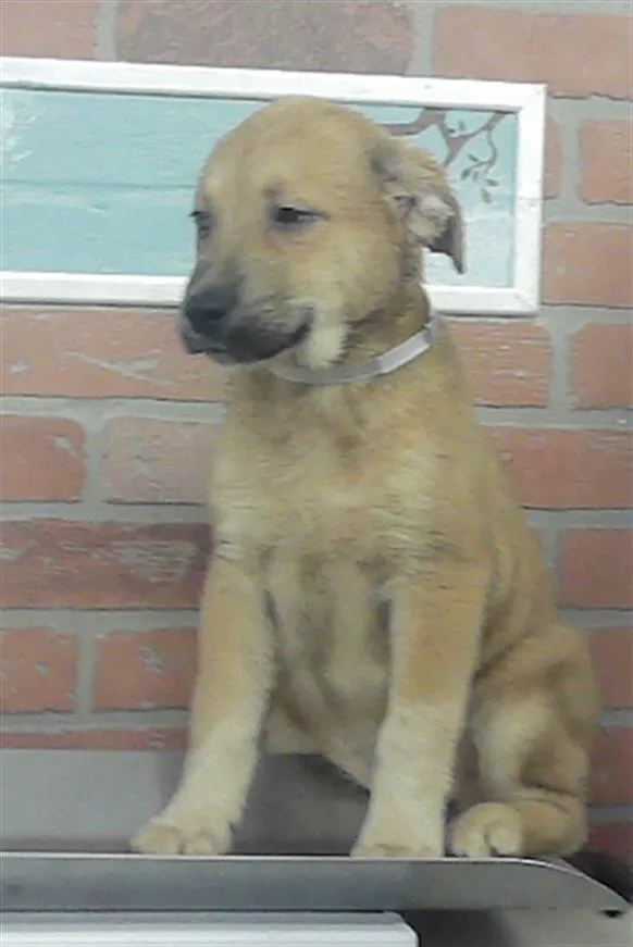 A baby small-sized female Labrador Retriever dog named Austin for adoption in Houston, TX