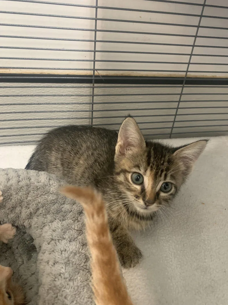 A baby medium-sized female Domestic Short Hair cat named Almond for adoption in Sanford, FL