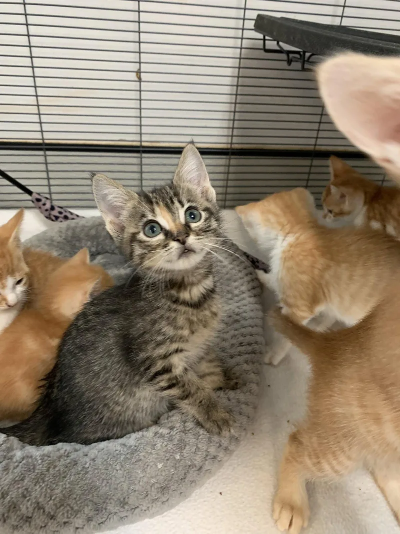 Almond thumbnail 2