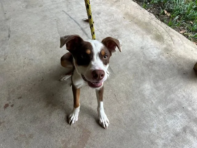 A young medium-sized male Pit Bull Terrier dog named Brantley for adoption in Garland, TX