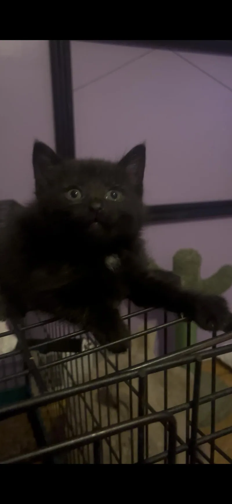 Bobcat thumbnail 3