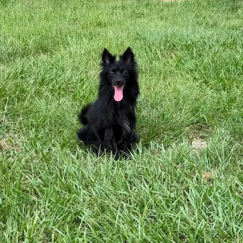 An adult small-sized female Black Pomeranian dog named Mystic for adoption in Guilford, CT