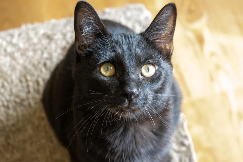 A young small-sized male Black Pixiebob cat named Rupert for adoption in Bellaire, MI