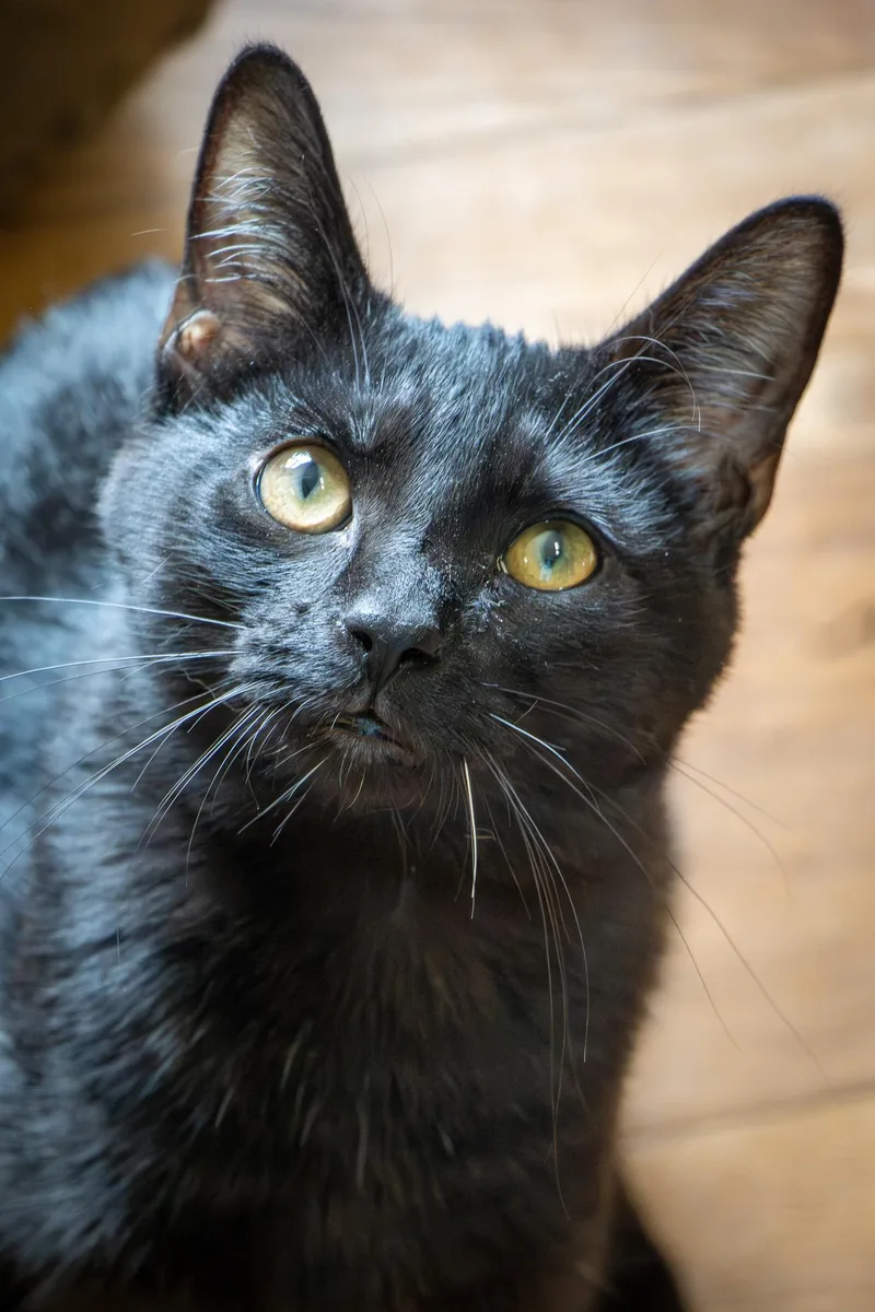 Rupert thumbnail 3
