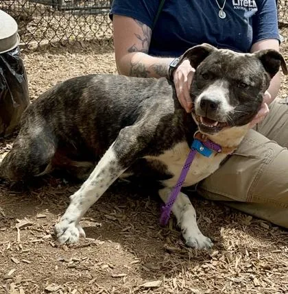 An adult medium-sized male Mixed Breed dog named Germany for adoption in Chamblee, GA