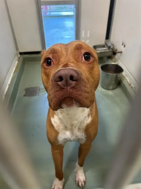 An adult large-sized male Pit Bull Terrier dog named Leonard for adoption in Riverside, CA
