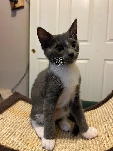 A baby medium-sized female White Tuxedo cat named Ashlyn for adoption in Sacramento, CA