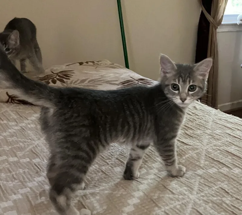 A baby small-sized female Domestic Short Hair cat named Misty  Nv for adoption in Greenville, SC