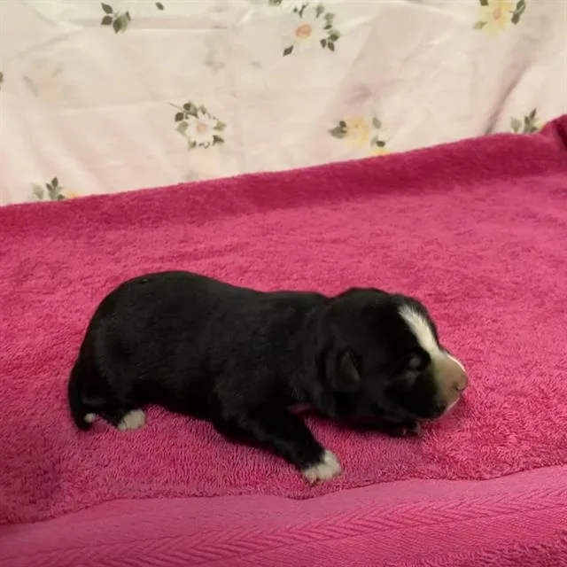 A baby small-sized male Pit Bull Terrier dog named A for adoption in Modesto, CA