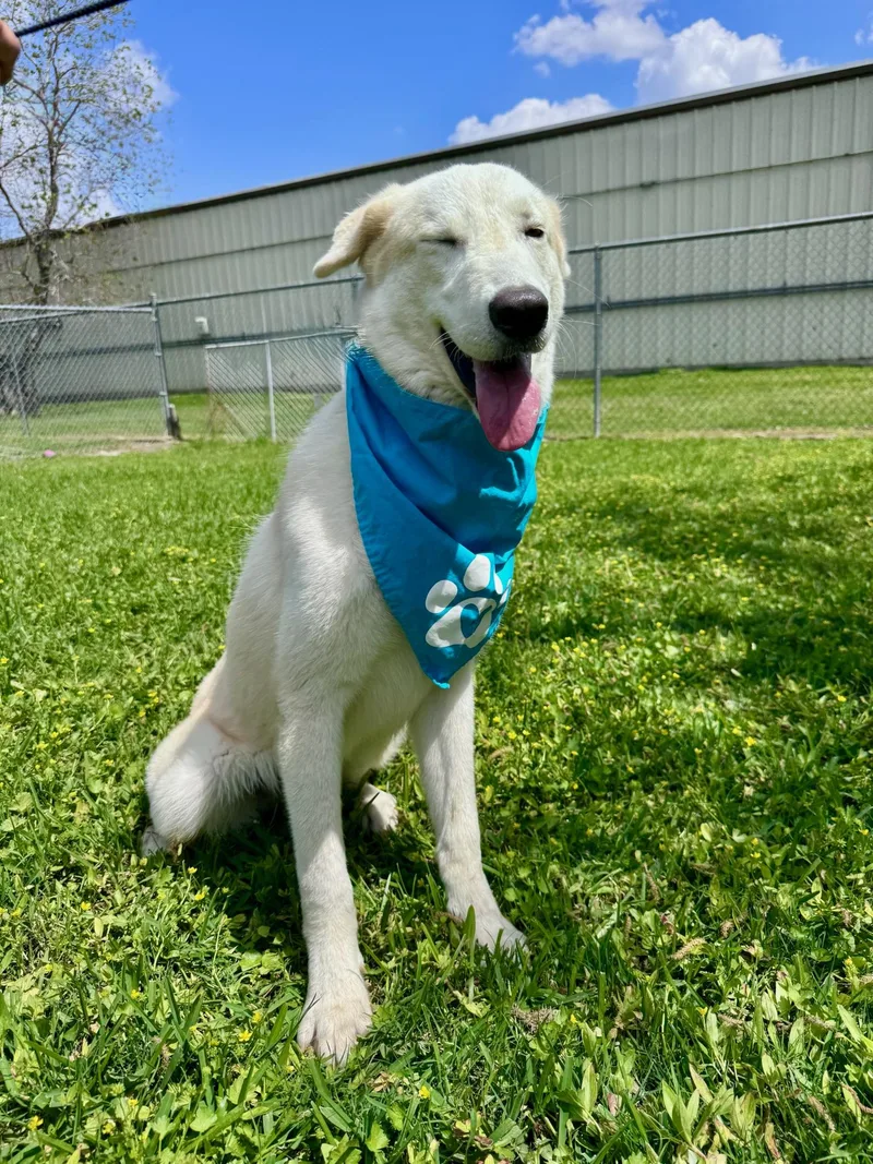 A young large-sized male White / Cream Great Pyrenees dog named Arthur for adoption in Houston, TX