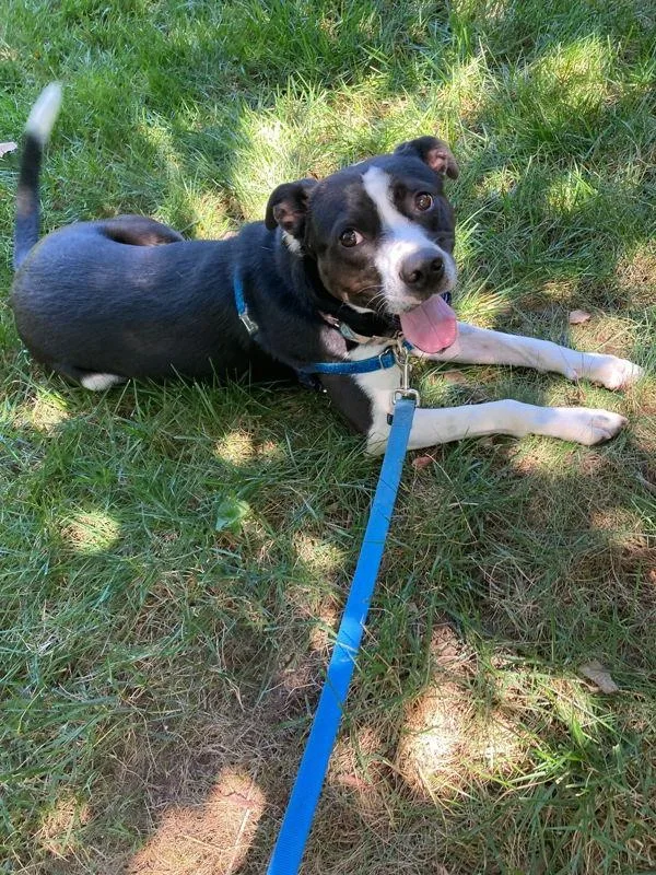 An adult medium-sized male Mixed Breed dog named Mason for adoption in Virginia Beach, VA