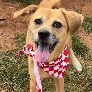 A young small-sized female Yellow / Tan / Blond / Fawn Mixed Breed dog named Twiggy for adoption in Alexandria, VA