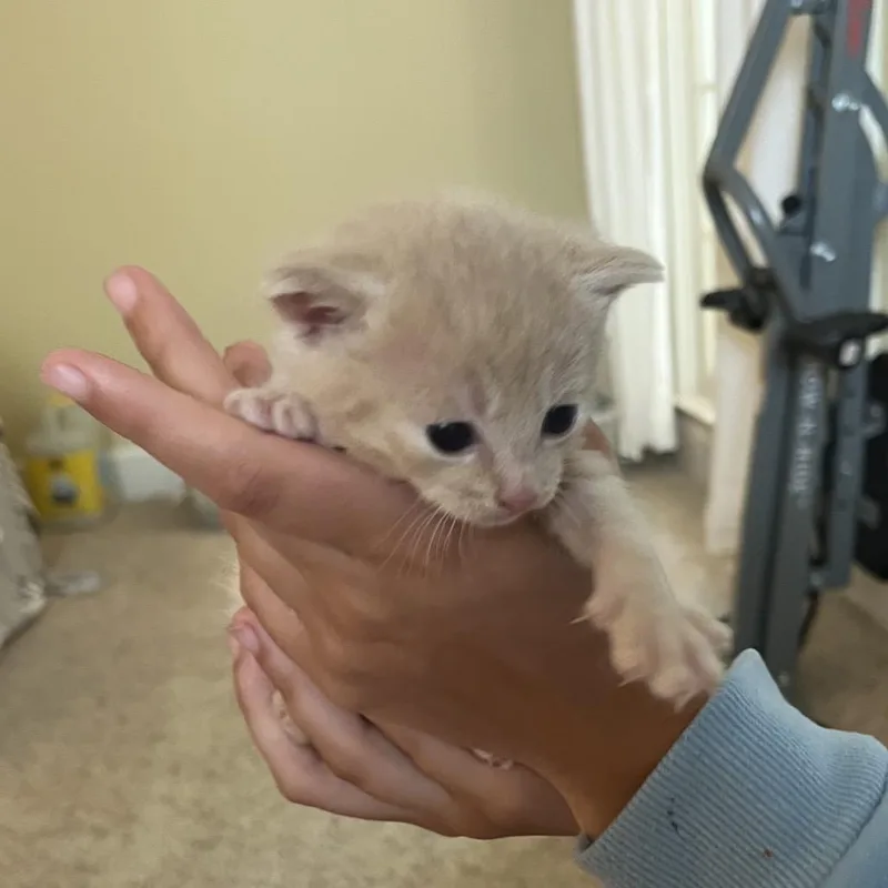 A baby small-sized female Buff / Tan / Fawn Domestic Short Hair cat named Jelly Bean for adoption in Hamilton, GA