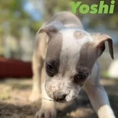Yoshi