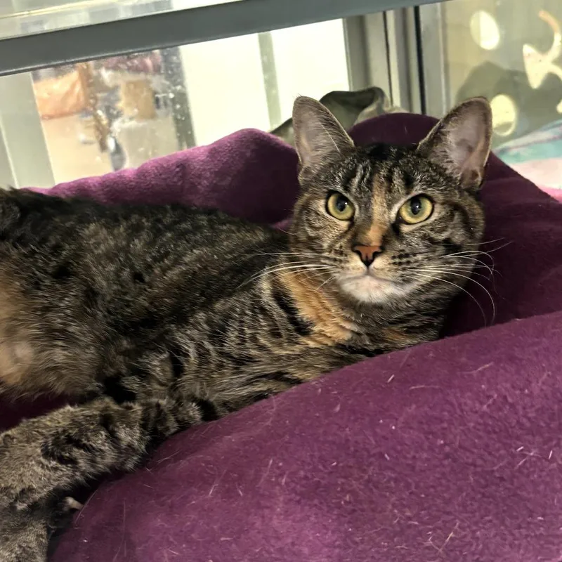 An adult medium-sized female Brown / Chocolate Domestic Short Hair cat named Julisa for adoption in Walden, NY