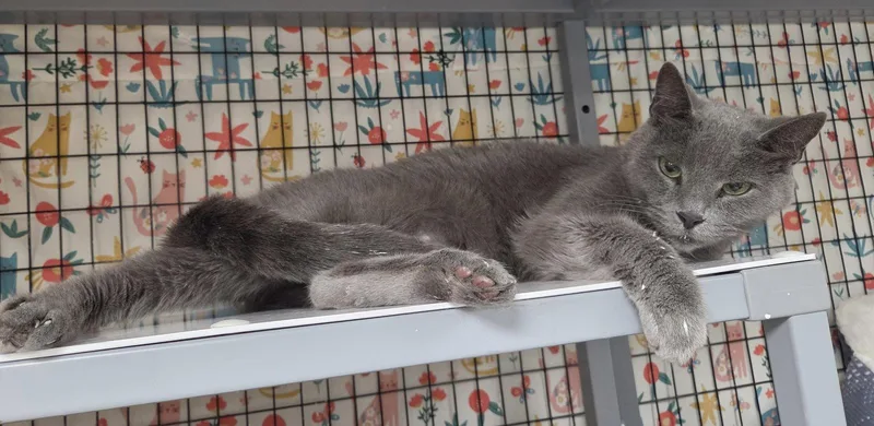 A young medium-sized female Gray / Blue / Silver Domestic Short Hair cat named Capi for adoption in Satellite Beach, FL