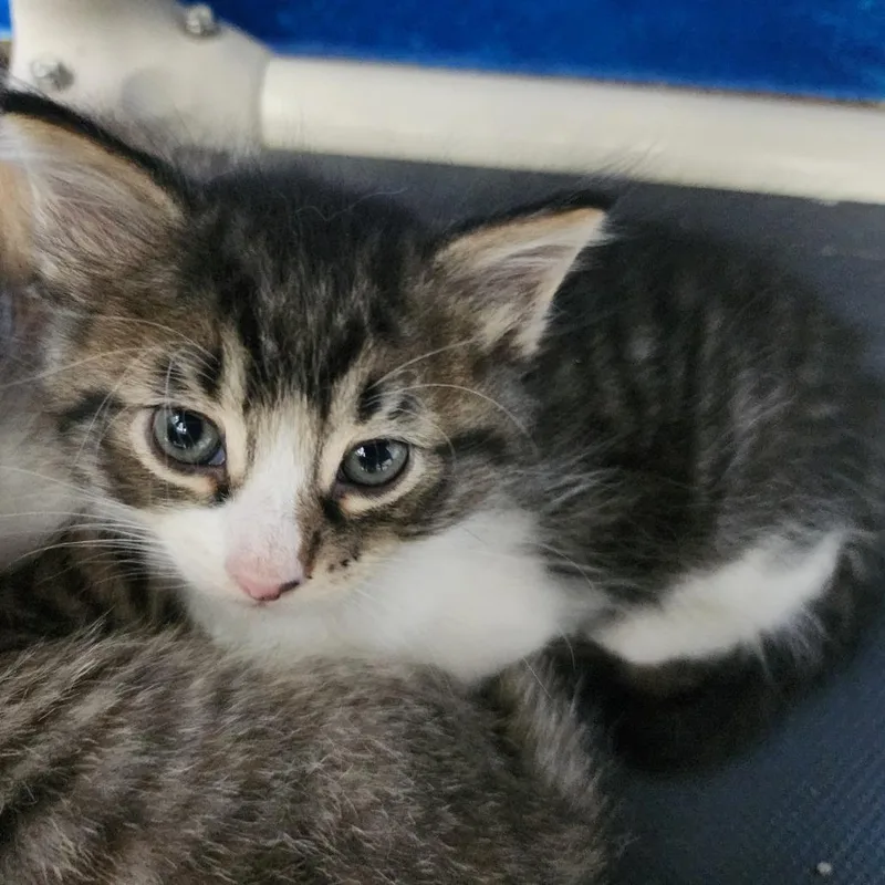 A baby small-sized male Brown / Chocolate Domestic Short Hair cat named Toboggan for adoption in Dixon, IL