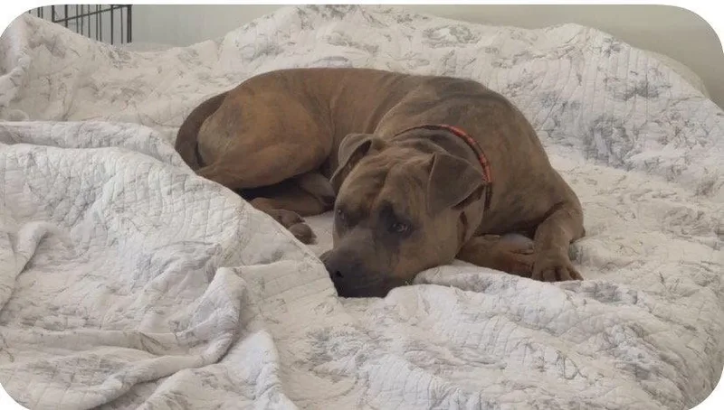An adult medium-sized male Pit Bull Terrier dog named Duke Every Cowboy for adoption in Atlanta, GA