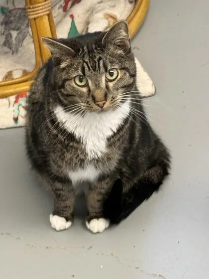 An adult medium-sized male Domestic Short Hair cat named Pillsbury for adoption in Mount Pleasant, IA