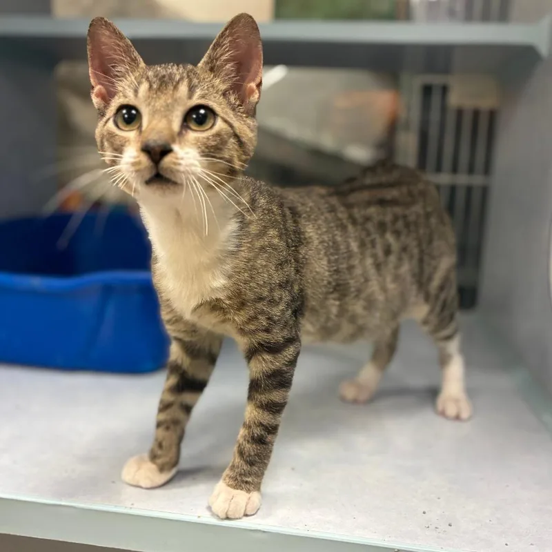 A baby small-sized male Brown / Chocolate Domestic Short Hair cat named Boogie for adoption in Buchanan Dam, TX