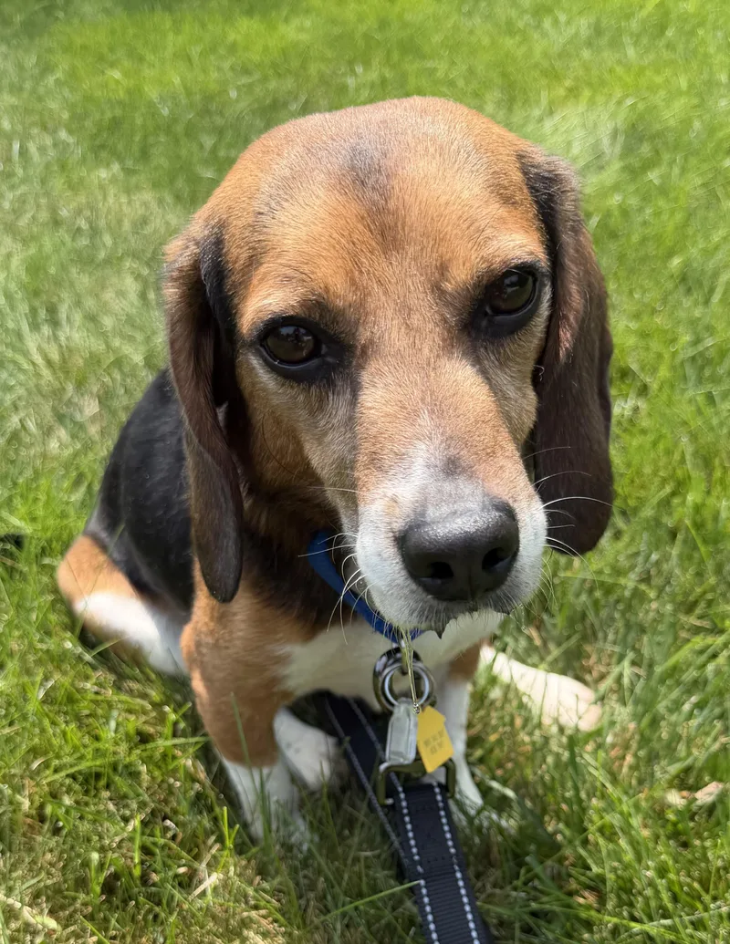 An adult medium-sized male Tricolor (Brown, Black, & White) Beagle dog named Cricket for adoption in South Plainfield, NJ