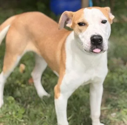 A young medium-sized male Pit Bull Terrier dog named Sandbox for adoption in New Albany, IN