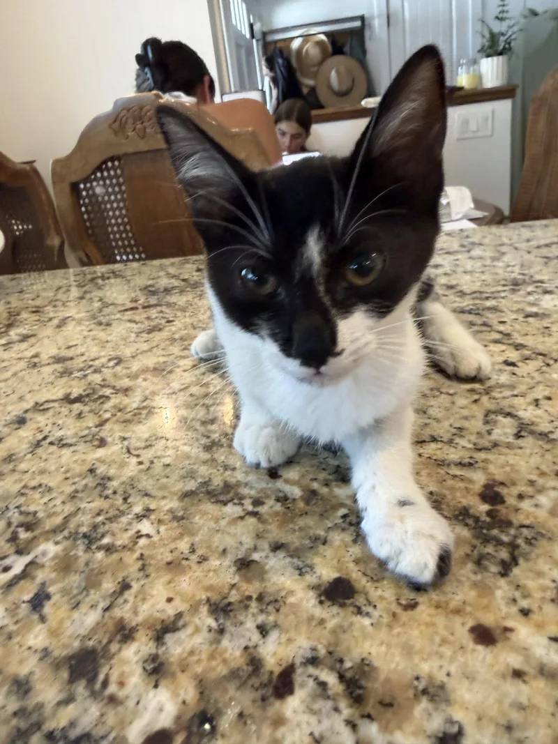 A baby small-sized female White Domestic Short Hair cat named Annie for adoption in Visalia, CA