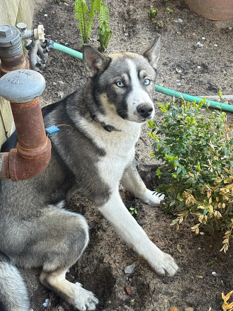 A young medium-sized male Brown / Chocolate Siberian Husky dog named Rex for adoption in Sagaponack, NY